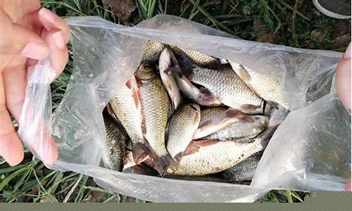 天冷釣鯽魚什么餌料最好(天冷釣鯽魚什么餌料最好用)(pic1)